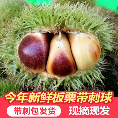 2026年板栗刺球嫩板栗生新鲜白皮板栗带刺发货5斤装云南罗田新货