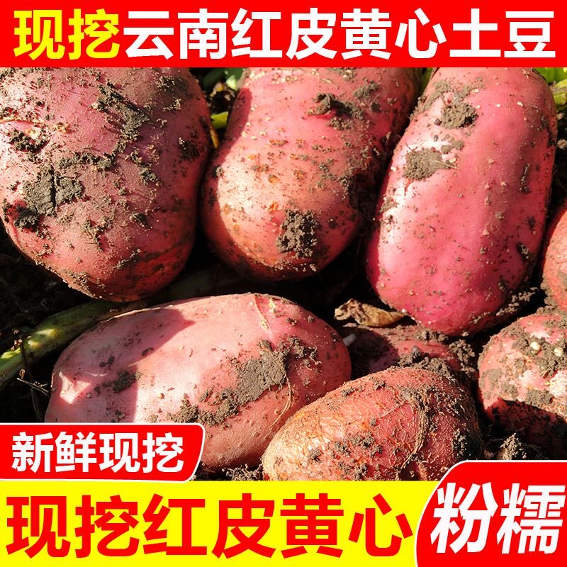 新鲜现挖云南红皮黄心土豆当季洋芋马铃薯高山农家自种蔬菜粉糯