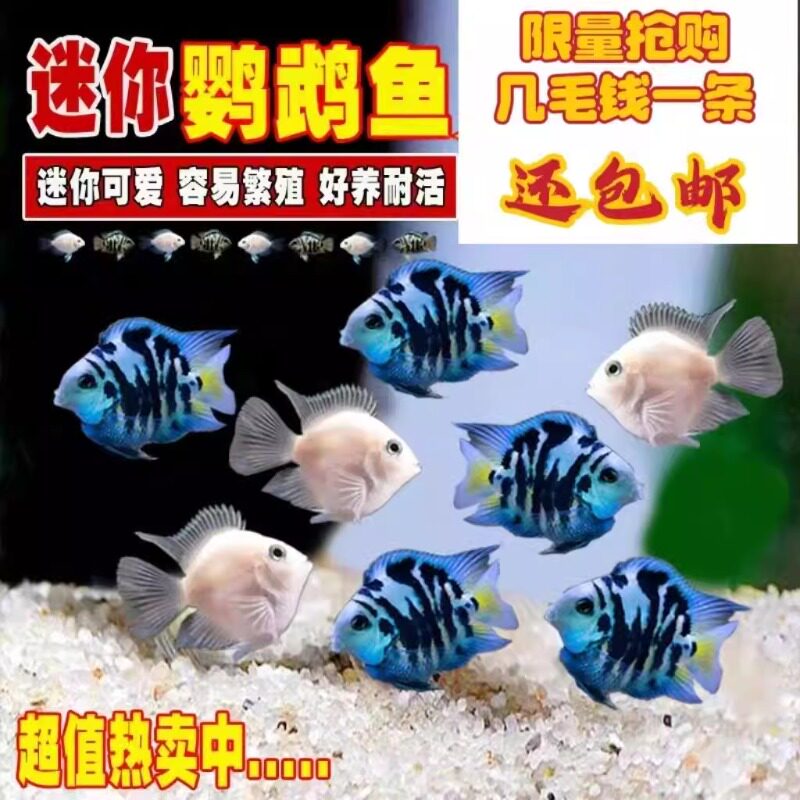 迷你鹦鹉鱼观赏鱼活体小型淡水鱼热带鱼蓝白金可繁殖鱼苗种鱼易活