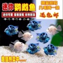 迷你鹦鹉鱼观赏鱼活体小型淡水鱼热带鱼蓝白金可繁殖鱼苗种鱼易活