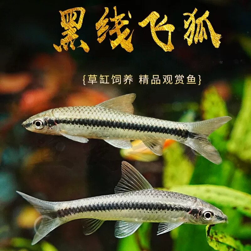 黑线飞狐除藻鱼工具鱼老虎小精灵热带观赏鱼活体一线飞狐清洁垃圾