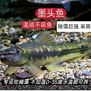 双吸盘冷水观赏鱼冷水清洁鱼清道夫鱼鱼缸擦玻璃墨头鱼除藻工具鱼