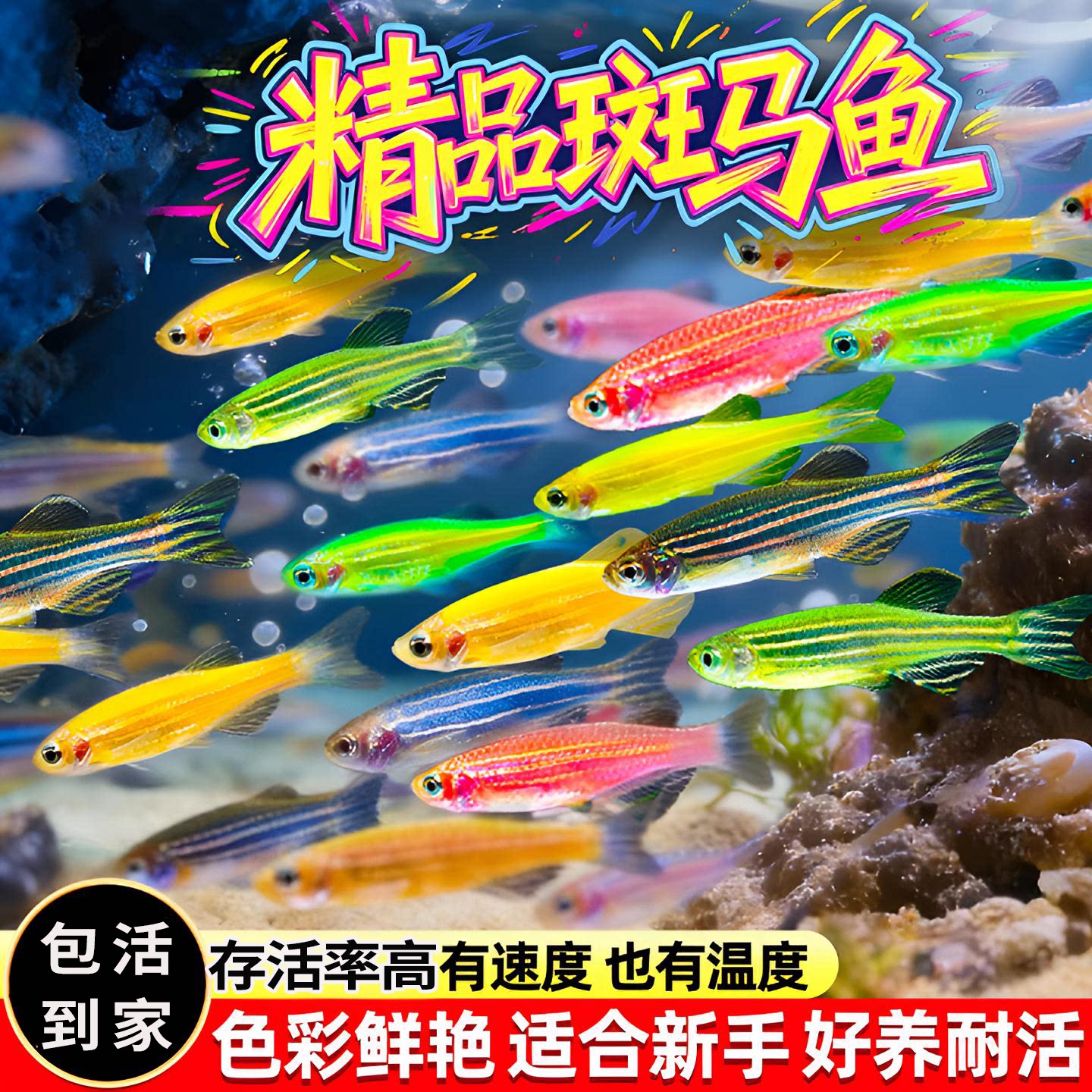 热带观赏鱼红蓝蝶翼斑马鱼小型淡水鱼荧光斑马鱼冷水鱼活体鱼好养