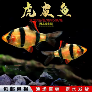 好养耐活四间虎皮鱼热带观赏鱼金鱼小型鱼苗活鱼冷水淡水鱼缸群游