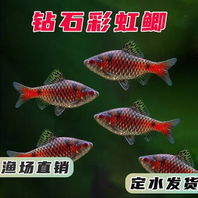 钻石彩虹鲫进口鲤科冷水观赏鱼