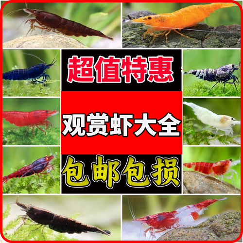 观赏虾活体宠物工具虾淡水除藻虾