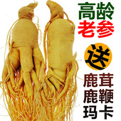 人参中药材泡酒专用长白山人参东北特产鲜人参非野山参林下参