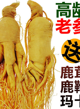 人参中药材泡酒专用长白山人参东北特产鲜人参非野山参林下参