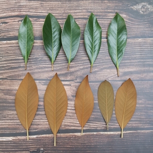 广玉兰树叶荷花玉兰树叶望春花树叶天然新鲜干植物标本叶子材料包