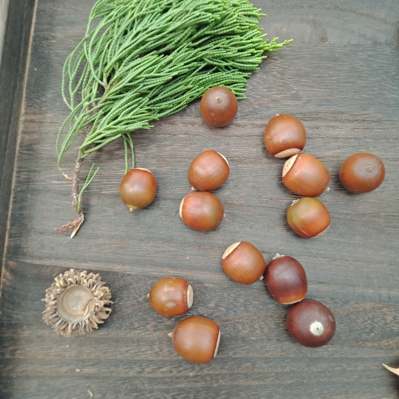 新鲜橡树果实柞栎叶树果装饰用干花干果橡树上结的果子手工材料包