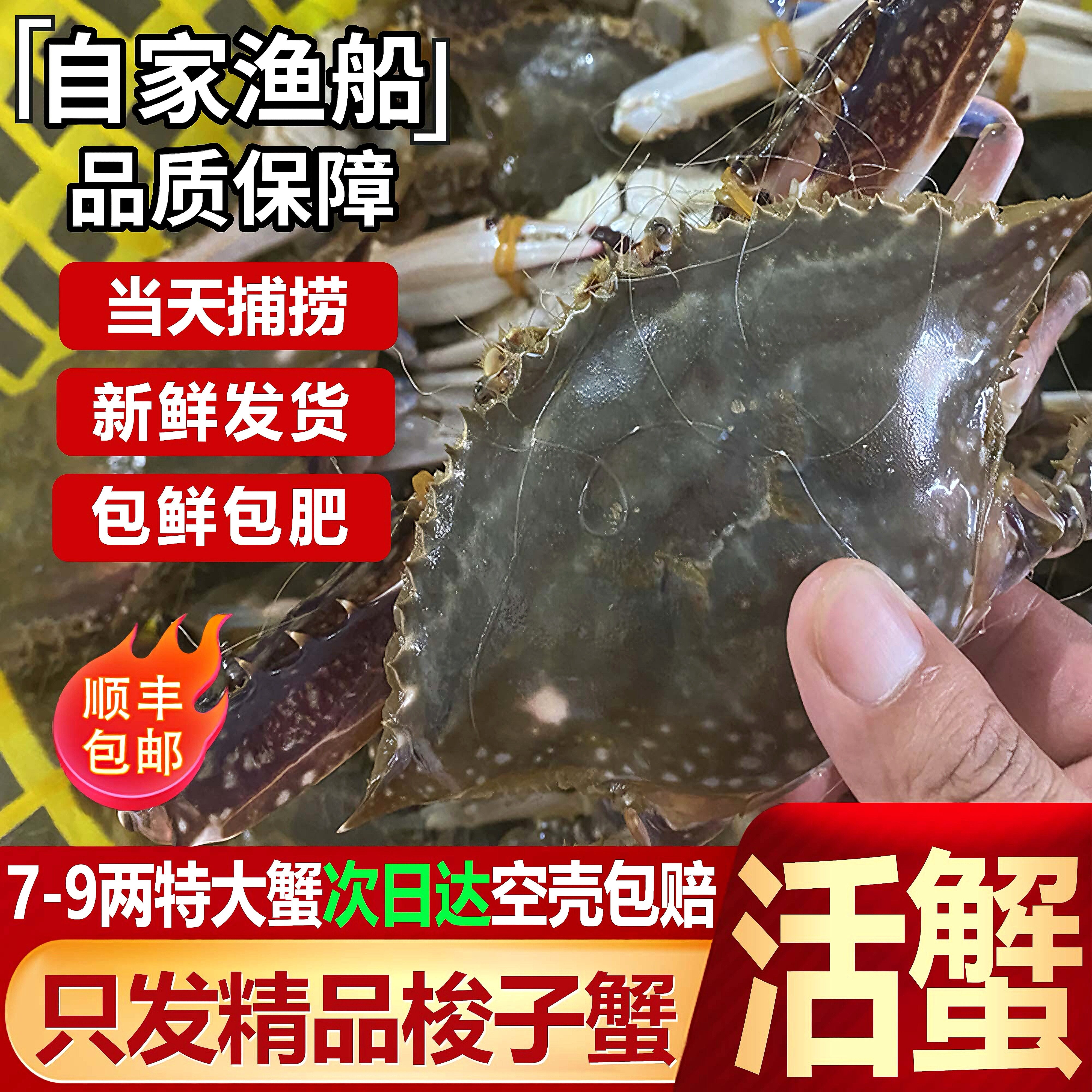 "肥，很新鲜"舟山梭子蟹活蟹活发