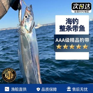 【礼盒装】舟山小眼带鱼鲜活冷冻特大带鱼整条新鲜年货海鲜大礼包