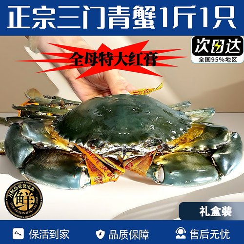 特大三门青蟹1斤1只保活到家包肥