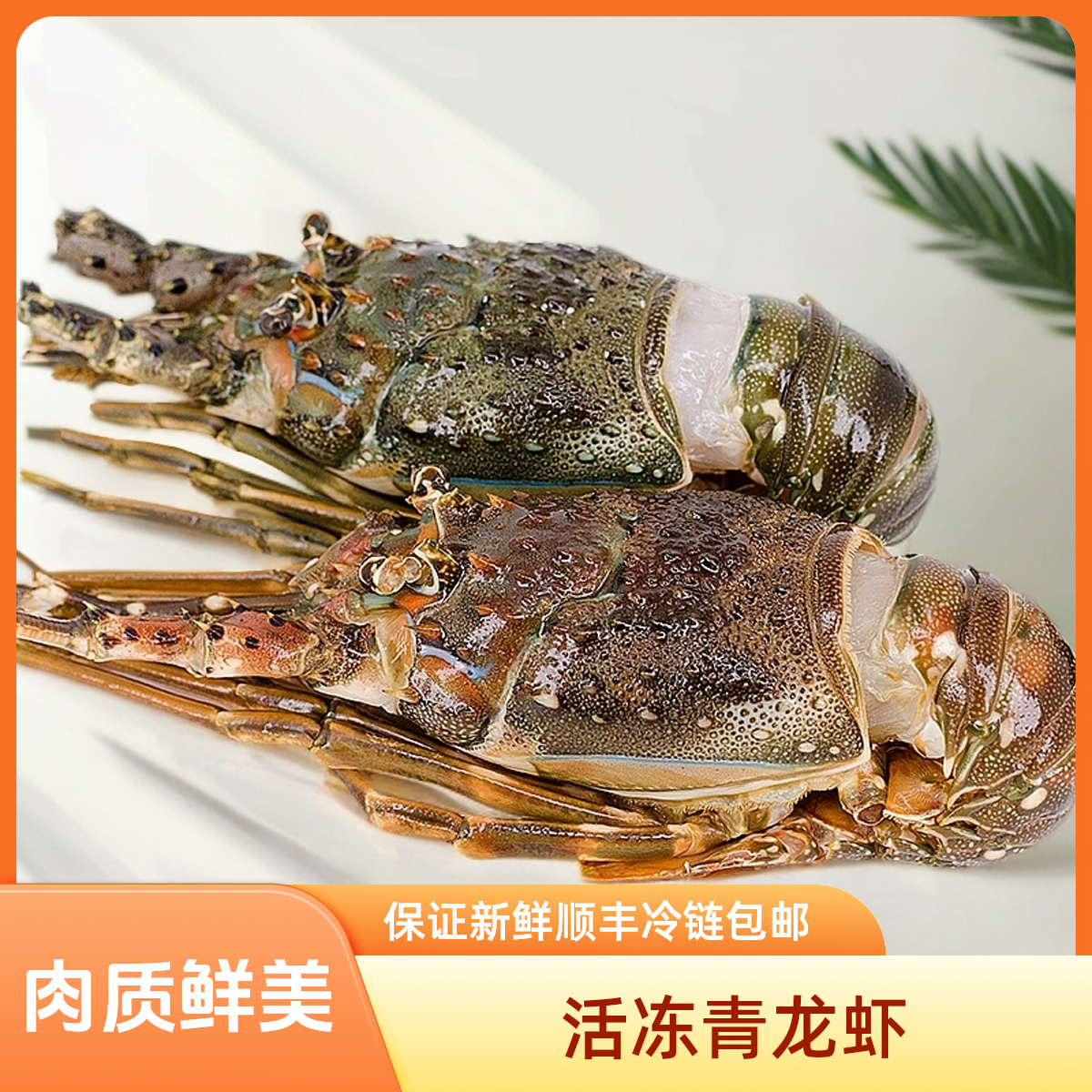 活冻青龙虾鲜活冷冻澳洲龙虾大龙虾波士顿龙虾仔冰冻印尼龙虾