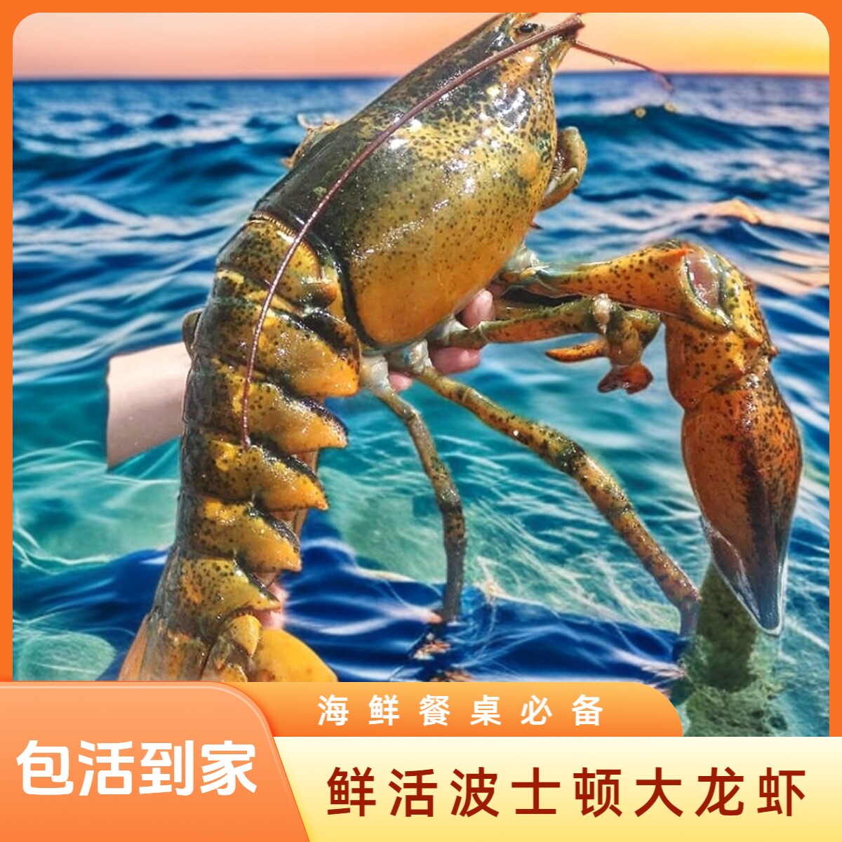 【包活】鲜活波士顿龙虾加拿大进口超特大龙虾新鲜海捕送礼大波龙