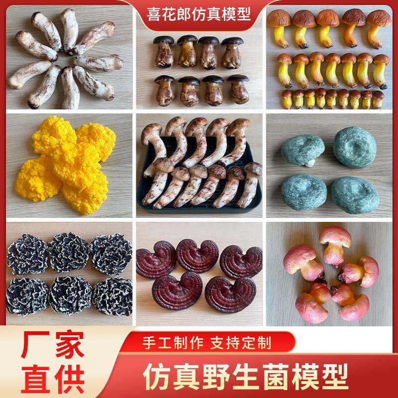 大中小号灵芝模型中药材橱窗摆件树脂工艺品美容指导样品拍摄道具