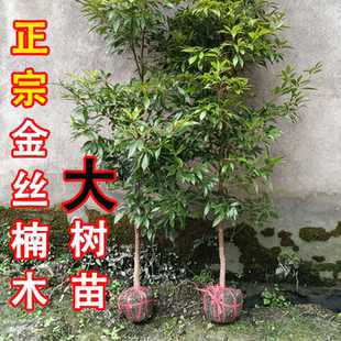 名贵正宗金丝楠木种子小叶桢楠金丝楠木树苗野生四川农用人参种籽