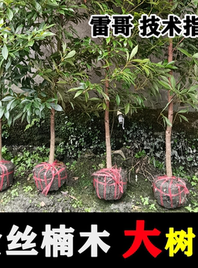 真正宗四川金丝楠木树苗小叶桢楠大树苗十大名贵树种庭院耐寒别墅