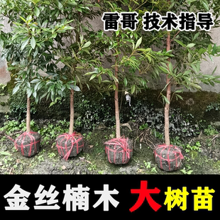 真正宗四川金丝楠木树苗小叶桢楠大树苗十大名贵树种庭院耐寒别墅