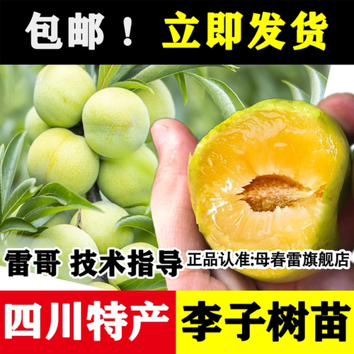 【官方正宗】四川脱骨李子树苗
