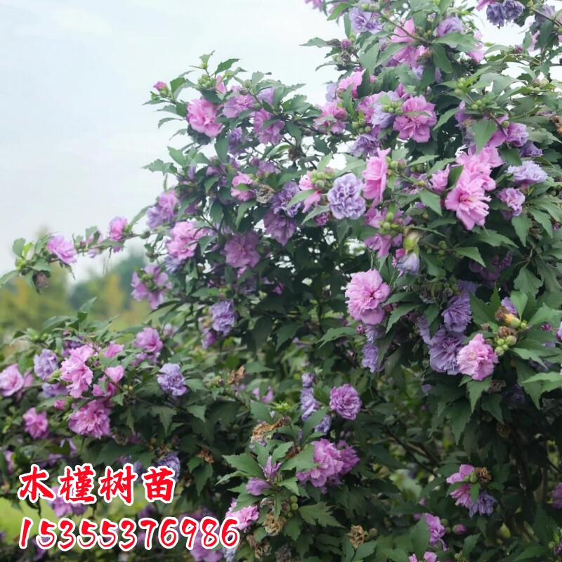 春夏开花耐寒棒棒糖木槿花树苗