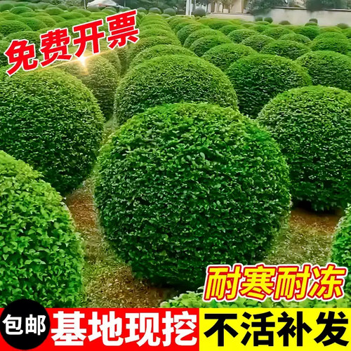 小叶女贞苗别墅绿篱绿化四季常青
