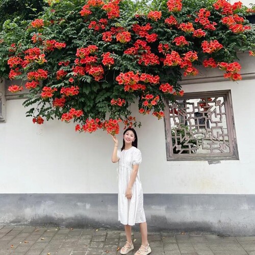 春夏凌霄花大苗爬藤植物