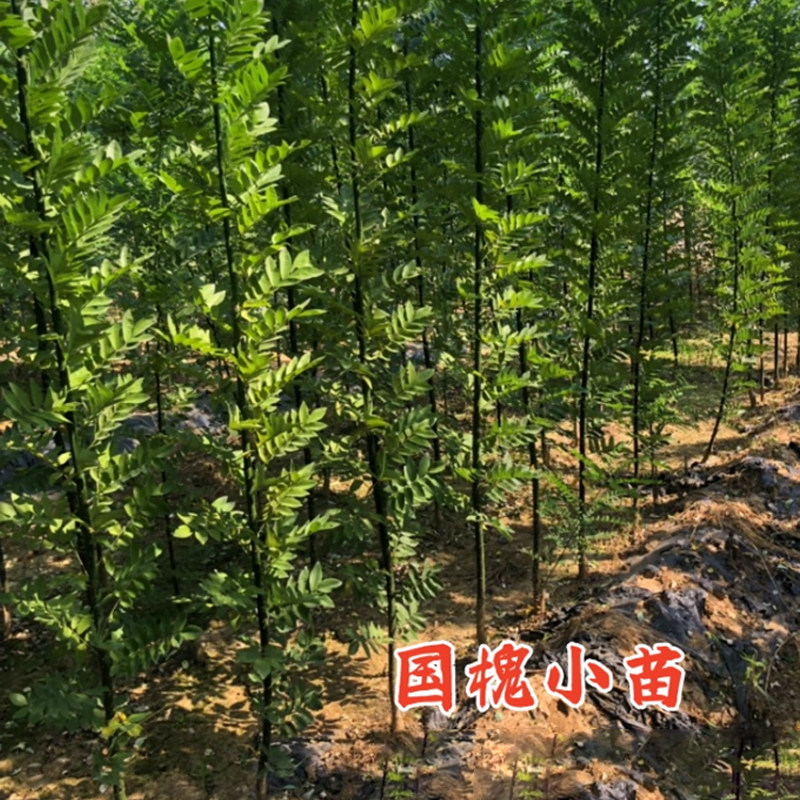 国槐树苗龙爪槐垂枝槐树黄金槐