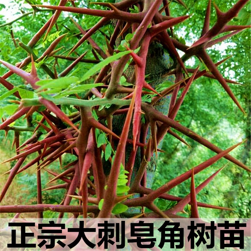 大刺皂角苗皂荚树苗庭院造刺树