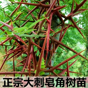 大刺皂角苗皂荚树苗南北方药用皂荚树绿化庭院造刺树篱笆皂角树苗