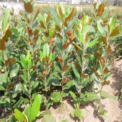 广玉兰树苗耐寒四季常青绿化