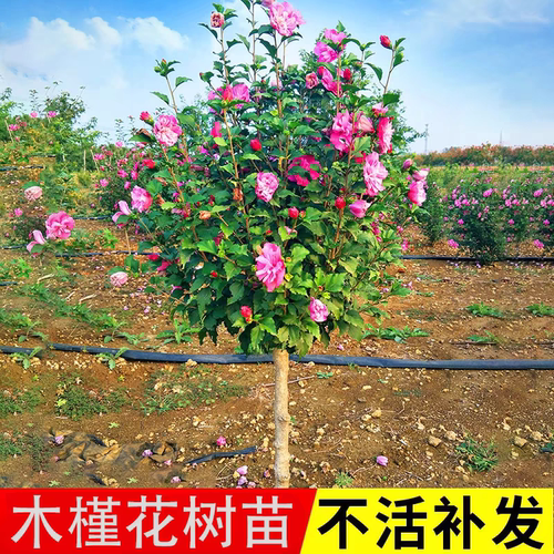 木槿花树苗别墅庭院耐寒风景树