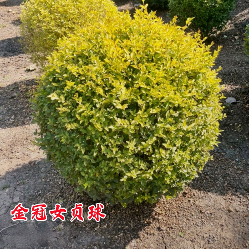 金冠女贞球别墅庭院四季亮晶女贞