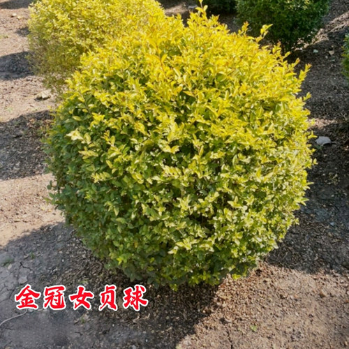 金冠女贞球别墅庭院四季亮晶女贞
