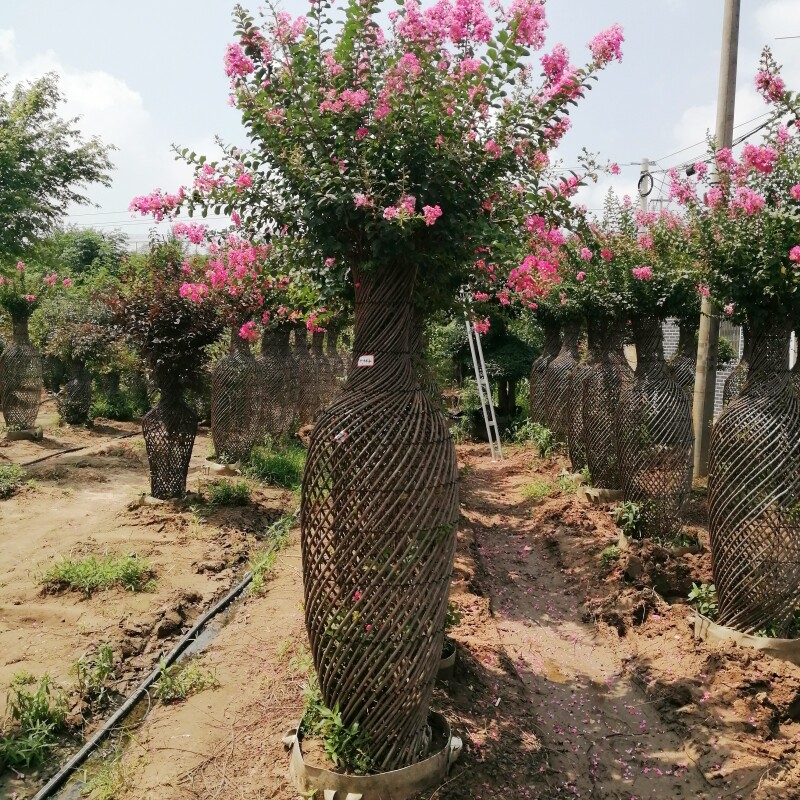 造型紫薇花瓶庭院大型高档风景树