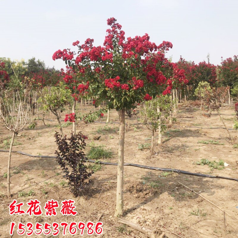 红花紫薇红火箭别墅庭院风景树