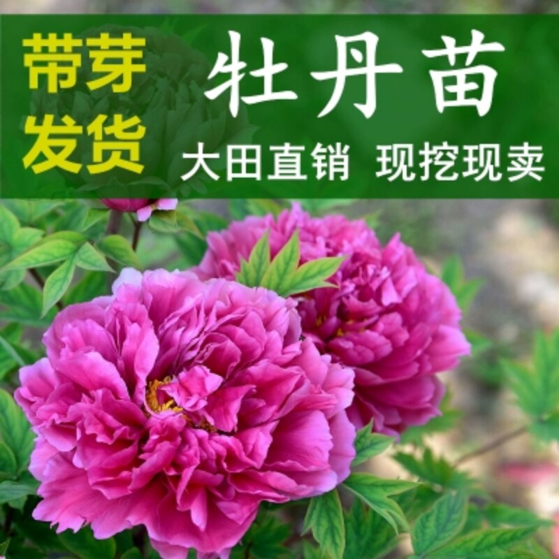 牡丹花苗正宗观赏木本老桩牡丹