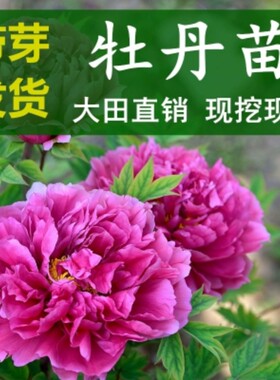 牡丹花苗正宗观赏木本老桩牡丹