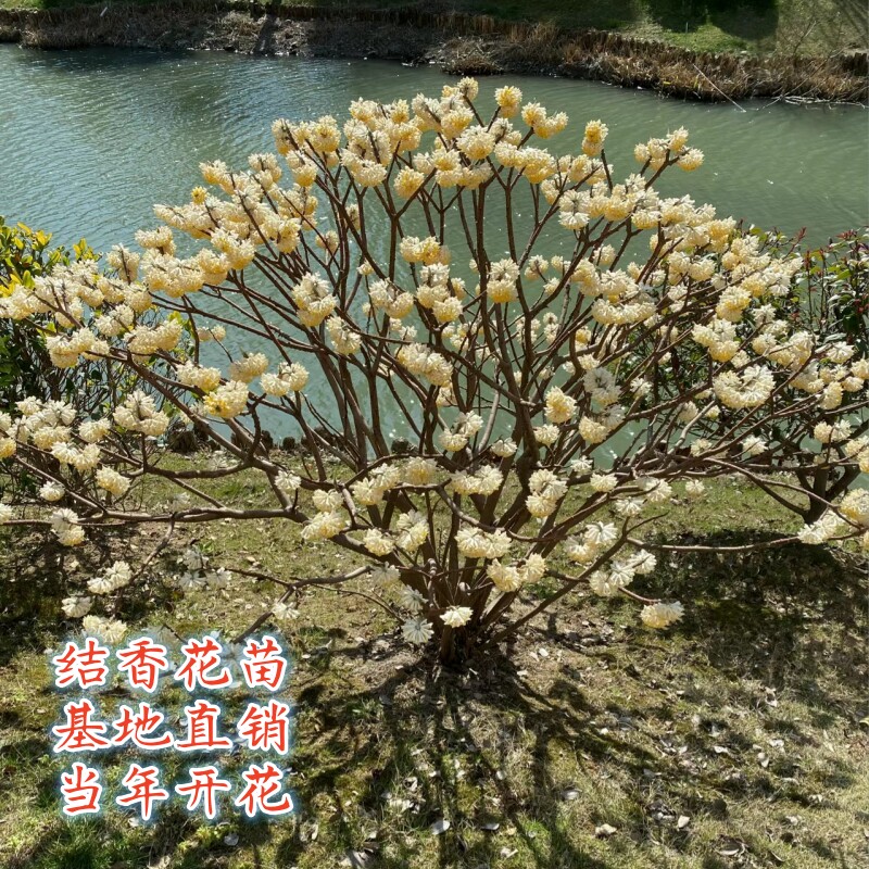 结香花树苗庭院耐寒花卉花香十里