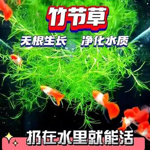 竹节草水草鱼缸印度带根蜈蚣草绿菊净化水培植物和鱼共养好养耐活