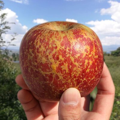 2025新鲜大凉山丑苹果9斤冰糖心苹果水果当季整箱盐源四川红富A