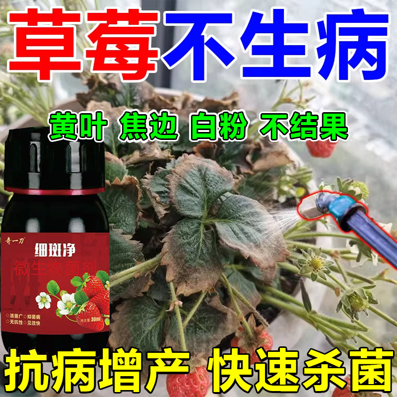 草莓细斑净草莓专打顽固角斑根腐烂棵空心黄萎白粉炭疽灰霉疫病菌
