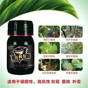 【灰风暴】专打顽固 抗性 灰霉病 菌核病 微生物