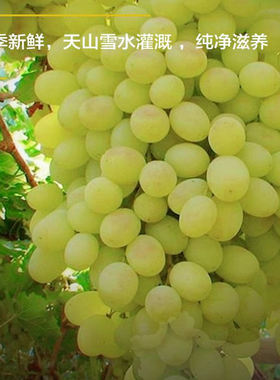 【顺丰/京东空运】新疆阿图什木纳格葡萄冰川翡翠水晶葡萄 多仓发