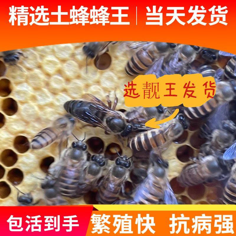 蜜蜂蜂箱全套包邮中锋蜂王包活包产卵包补现货速发
