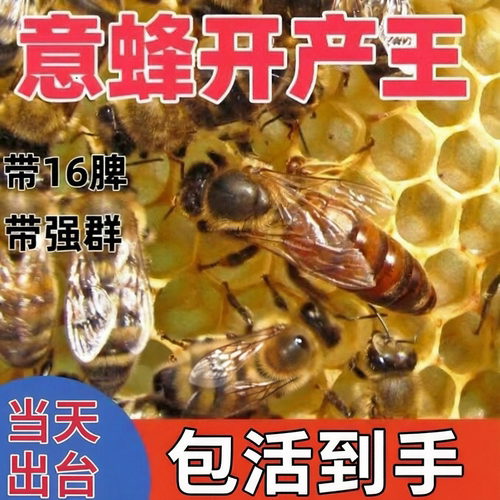 意蜂蜂王意蜂种生产东北王强群金产卵王卡意处女王优质意大利产子