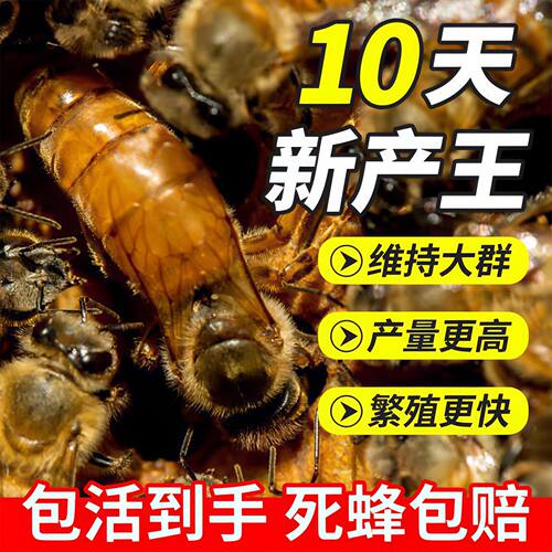 意蜂蜂王交尾种王开产王美意东北黑蜂产卵新王金喀种王包活产子王