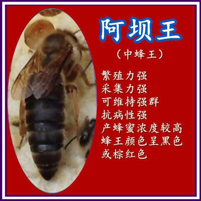 阿坝王中蜂王活体繁殖力强产卵开产生产王种王土蜂王产卵蜜蜂王