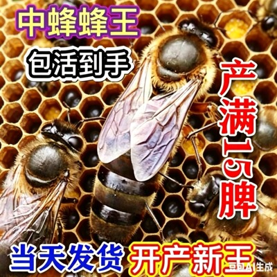 阿坝特大号开产王种王新正品优质高产广西蜜蜂王中蜂产卵王纯