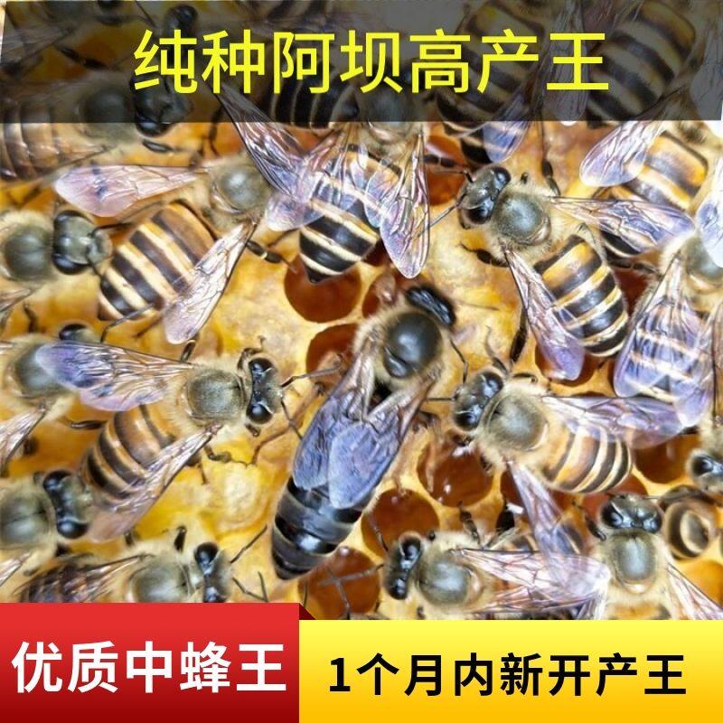 阿坝产卵蜂王高产种王台交尾新开产卵王广西四川阿坝双色开产蜂王